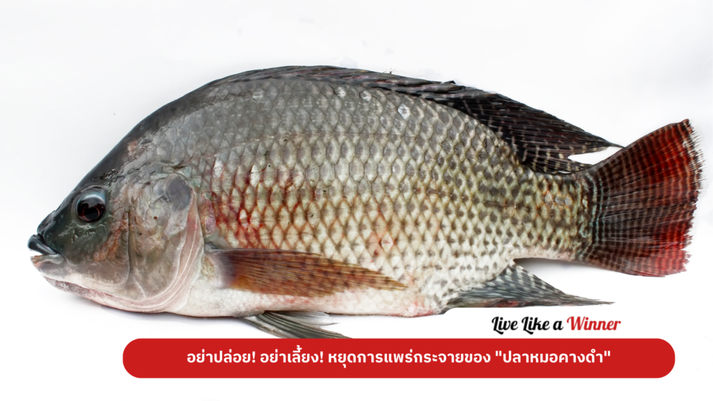 Blackchinned Tilapia