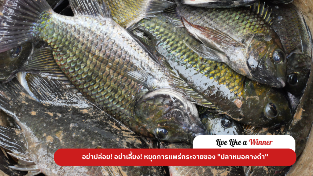 Stop the spread Blackchinned Tilapia