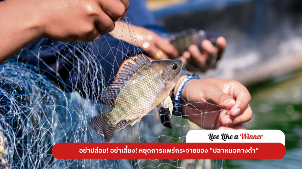 Don't release Blackchinned Tilapia